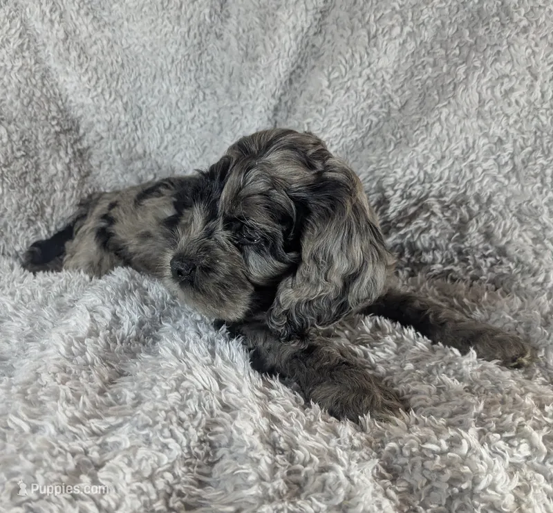 Milo – Cockapoo puppy for sale in Orange Park, FL