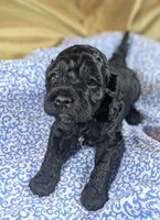 Teddy Bear, a male Cockapoo for sale in Orange Park, FL – 2 of 7