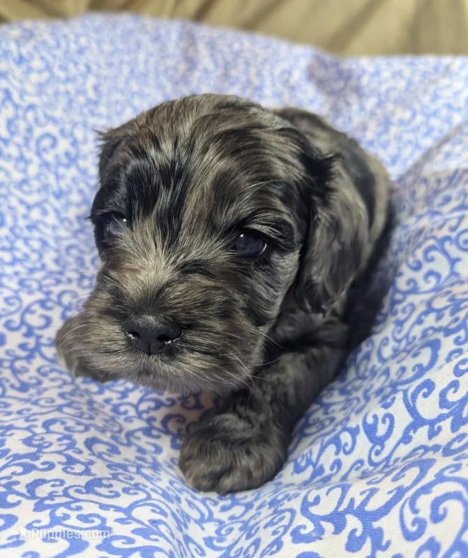 Summer – Cockapoo puppy for sale in Orange Park, FL