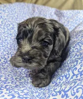 Milo, a male Cockapoo for sale in Orange Park, FL – 1 of 6