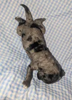 Summer, a male Cockapoo for sale in Orange Park, FL – 2 of 4