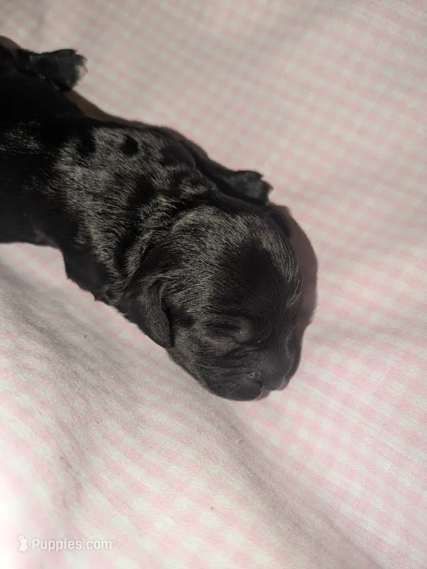 Marigold – Cockapoo puppy for sale in Orange Park, FL