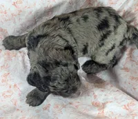 Reserved - Thistle, a female Cockapoo for sale in Orange Park, FL – 6 of 8