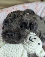 Reserved - Thistle, a female Cockapoo for sale in Orange Park, FL – 2 of 8