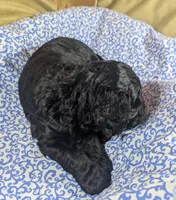 Teddy Bear, a male Cockapoo for sale in Orange Park, FL – 4 of 7