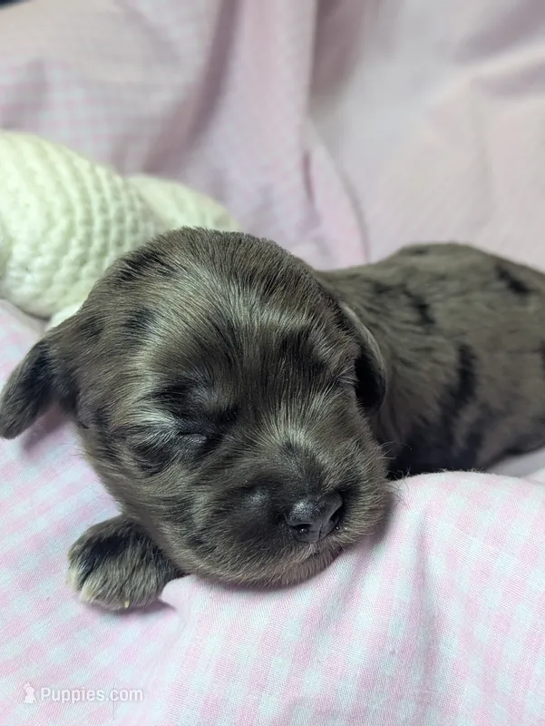 Sassafras  – Cockapoo puppy for sale in Orange Park, FL