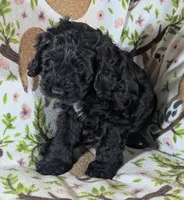 Joy - Ready this Week!, a female Cockapoo for sale in Orange Park, FL – 8 of 9