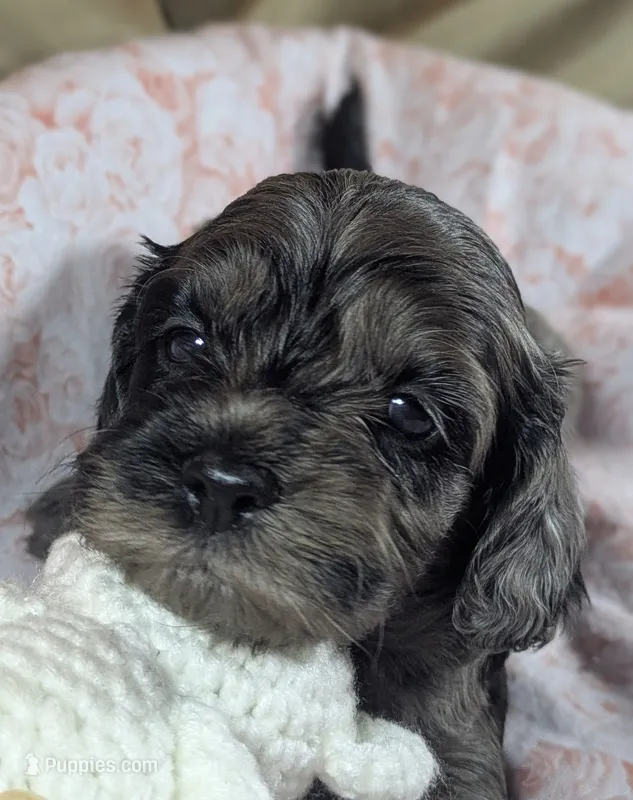 Honeybee – Cockapoo puppy for sale in Orange Park, FL