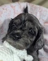 Honeybee, a female Cockapoo for sale in Orange Park, FL – 1 of 6