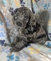 Blue Ready this Week!, a male Cockapoo for sale in Orange Park, FL – 2 of 9