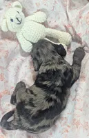 Honeybee, a female Cockapoo for sale in Orange Park, FL – 3 of 6