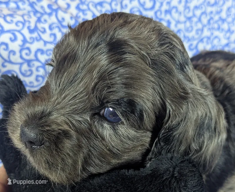 Catamaran – Cockapoo puppy for sale in Orange Park, FL