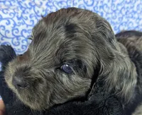 Blue, a male Cockapoo for sale in Orange Park, FL – 1 of 7