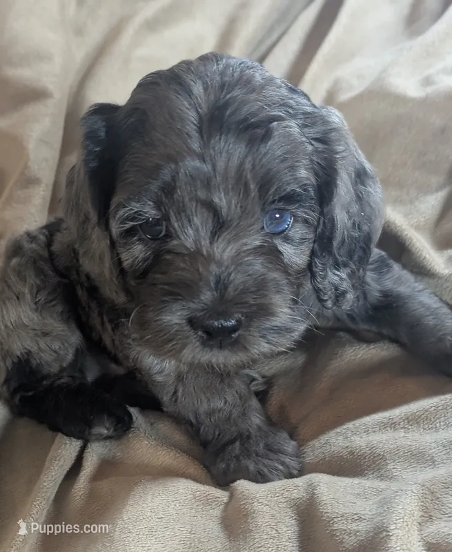 Blue – Cockapoo puppy for sale in Orange Park, FL