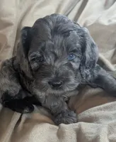 Blue - Reserved, a male Cockapoo for sale in Orange Park, FL – 7 of 10