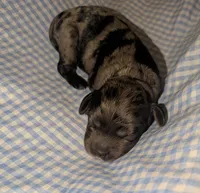 Catamaran, a male Cockapoo for sale in Orange Park, FL – 4 of 4