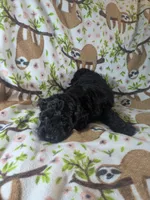 Joy - Ready this Week!, a female Cockapoo for sale in Orange Park, FL – 9 of 9