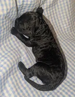 Sunny, a male Cockapoo for sale in Orange Park, FL – 2 of 6