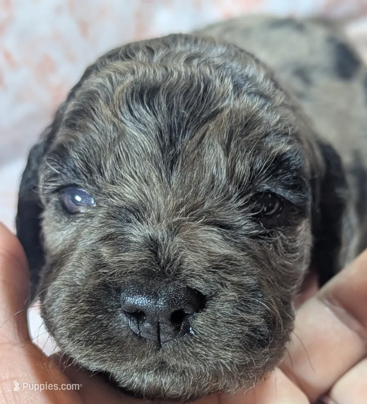 Thistle – Cockapoo puppy for sale in Orange Park, FL
