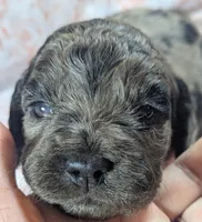 Reserved - Thistle, a female Cockapoo for sale in Orange Park, FL – 5 of 8