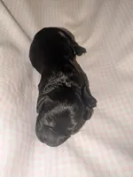 Marigold, a female Cockapoo for sale in Orange Park, FL – 3 of 4