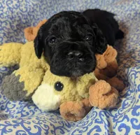 Teddy Bear, a male Cockapoo for sale in Orange Park, FL – 1 of 7