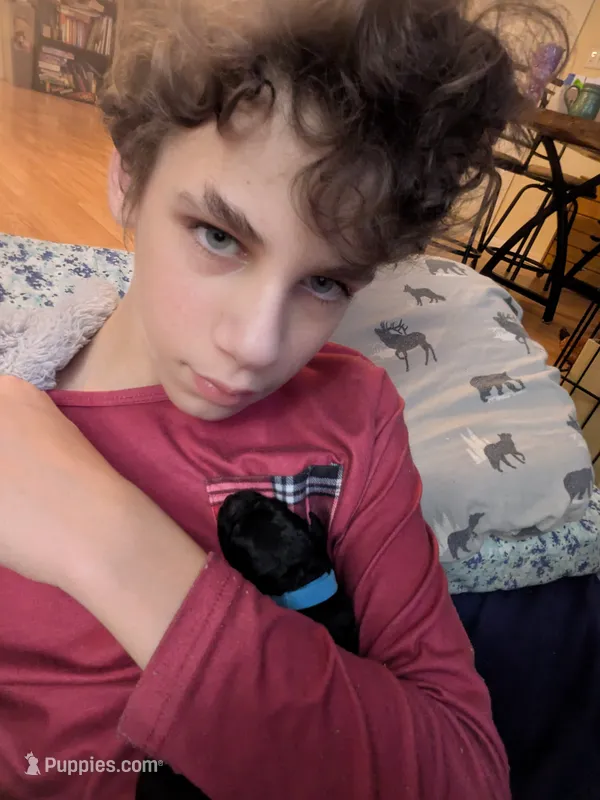 Sunny – Cockapoo puppy for sale in Orange Park, FL