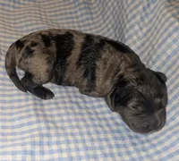 Catamaran, a male Cockapoo for sale in Orange Park, FL – 2 of 4