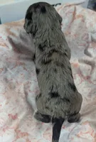 Gidget , a female Cockapoo for sale in Orange Park, FL – 2 of 8