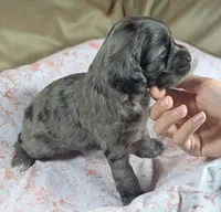 Gidget , a female Cockapoo for sale in Orange Park, FL – 5 of 8