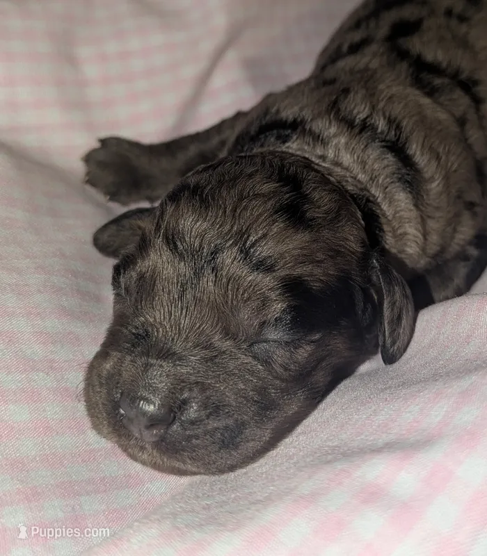 Thistle – Cockapoo puppy for sale in Orange Park, FL
