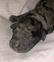 Thistle, a female Cockapoo for sale in Orange Park, FL – 1 of 3