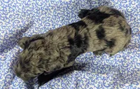 Blue, a male Cockapoo for sale in Orange Park, FL – 7 of 7