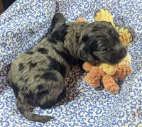 Blue, a male Cockapoo for sale in Orange Park, FL – 2 of 7
