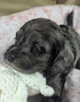 Honeybee, a female Cockapoo for sale in Orange Park, FL – 2 of 6