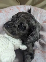Honeybee, a female Cockapoo for sale in Orange Park, FL – 5 of 6