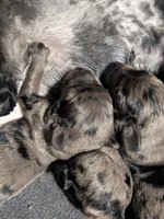 Sassafras , a female Cockapoo for sale in Orange Park, FL – 5 of 6