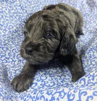 Blue, a male Cockapoo for sale in Orange Park, FL – 3 of 7