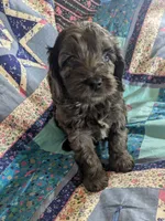 Blue - Reserved, a male Cockapoo for sale in Orange Park, FL – 2 of 10