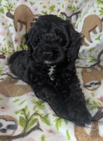 Joy - Ready this Week!, a female Cockapoo for sale in Orange Park, FL – 1 of 9