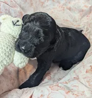Joy, a female Cockapoo for sale in Orange Park, FL – 6 of 7