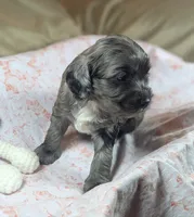 Gidget , a female Cockapoo for sale in Orange Park, FL – 3 of 8