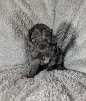 Blue Ready this Week!, a male Cockapoo for sale in Orange Park, FL – 7 of 9