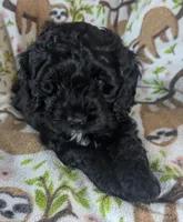 Joy - Ready this Week!, a female Cockapoo for sale in Orange Park, FL – 2 of 9