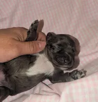 Sassafras , a female Cockapoo for sale in Orange Park, FL – 2 of 6