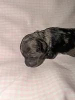 Honeybee , a female Cockapoo for sale in Orange Park, FL – 3 of 4