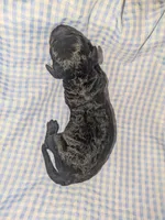 Sunny, a male Cockapoo for sale in Orange Park, FL – 6 of 6