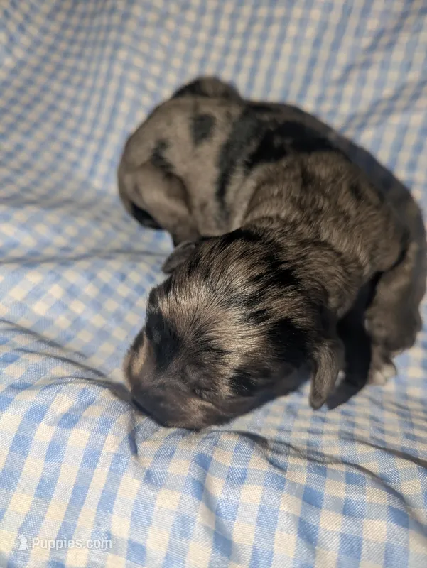 Summer – Cockapoo puppy for sale in Orange Park, FL