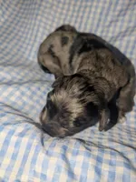 Summer, a male Cockapoo for sale in Orange Park, FL – 1 of 4