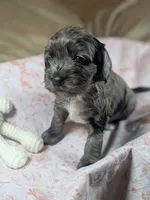 Gidget , a female Cockapoo for sale in Orange Park, FL – 1 of 8